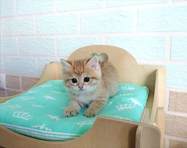 Золотые шиншилки в фото 9