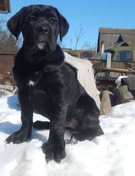 Щенки кане корсо (девочки) в фото 8