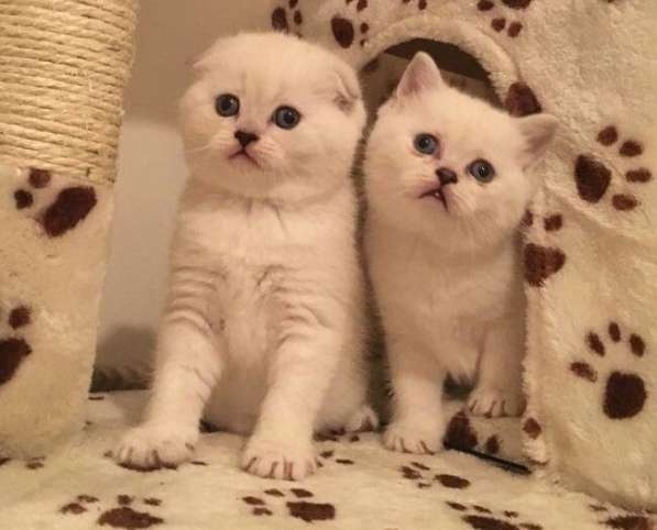 Скоттиш Фолд и скоттиш Страйт в фото 3