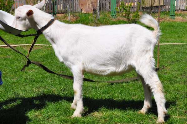 Чистопородные зааненские козлики в Голицыне фото 31