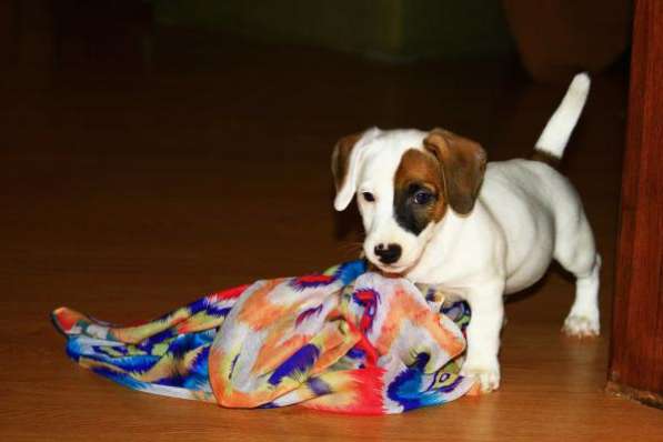 Джеки в Москве