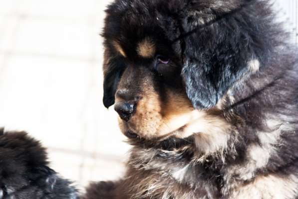 Тибетского мастифа щенков продаю в Всеволожске фото 3