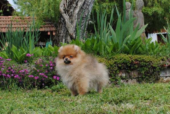 Pomeranian Spitz girl в фото 4