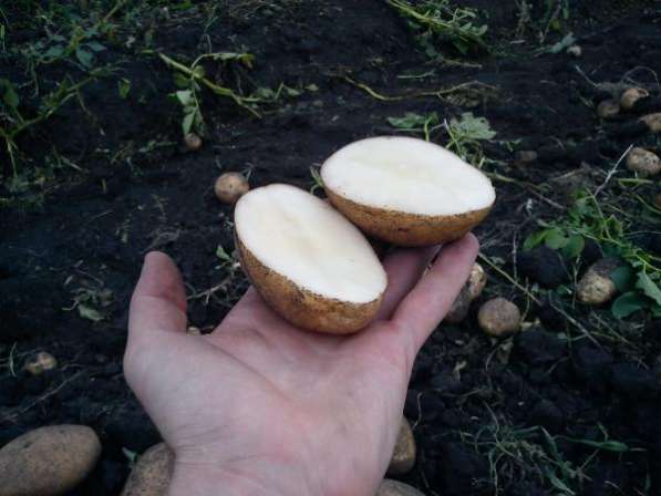 Картофель разных сортов оптом от производителя. в Саратове фото 4