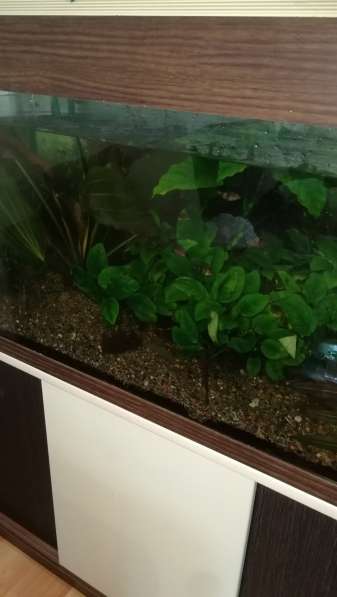 Продам аквариум в Канске