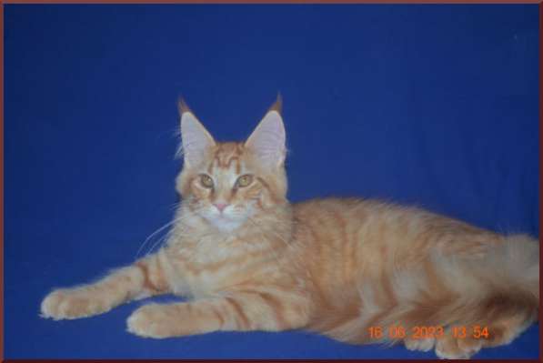 Великолепные котята мейн-кун из питомника в Волгограде фото 14