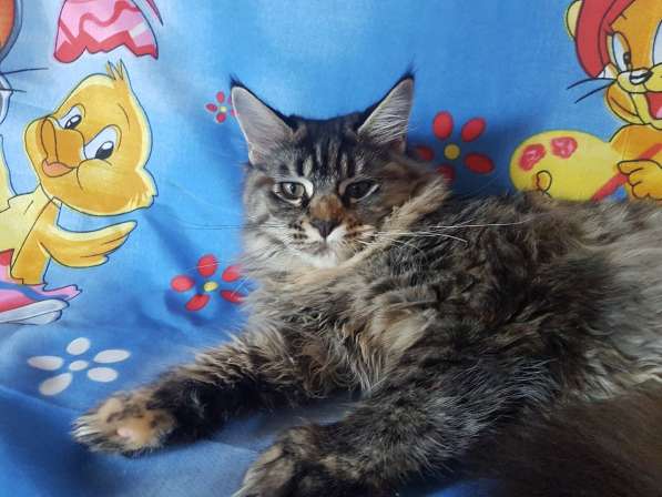 Взрослые девочки из питомника, возможно в совладение в Екатеринбурге фото 29