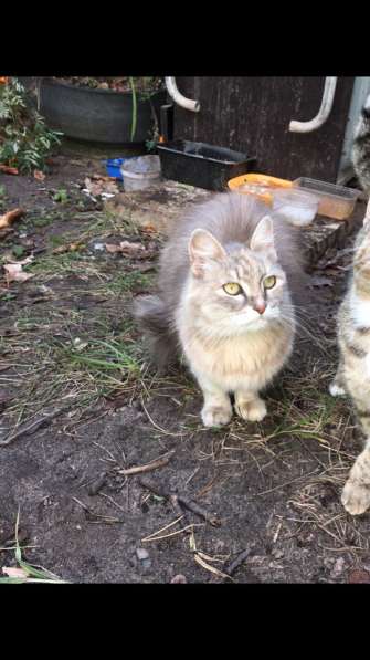 Кошечка ищет дом! в Москве фото 4