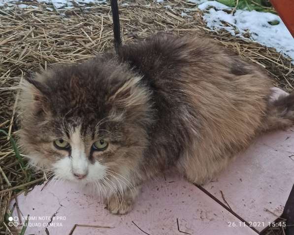 Один очень одинокий кот ищет хозяина в Санкт-Петербурге