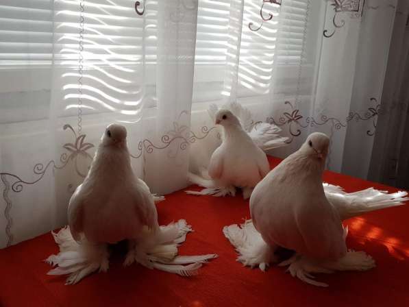 Продам голубей порода Ростовские Статные в фото 7
