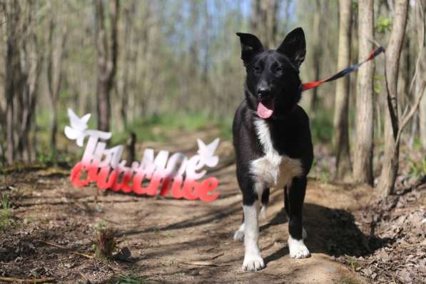 Коротколапик Тея ищет дом