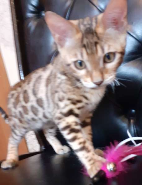 Бенгальская девочка в Москве фото 5