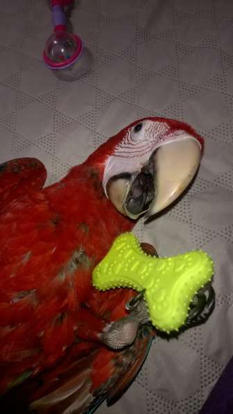 Попугай Ара зеленокрылый птенец в фото 3