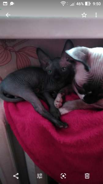 Канадские сфинксы в Иркутске фото 9