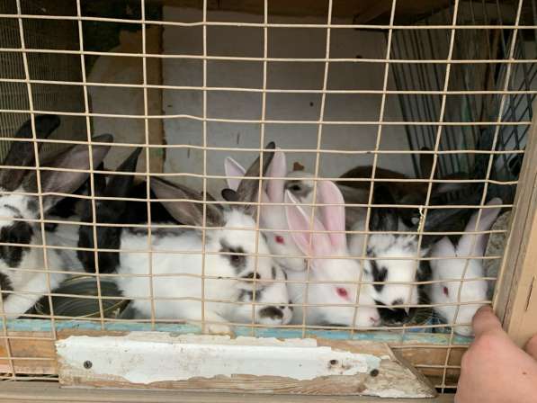 Крольчата в Комсомольске-на-Амуре фото 3