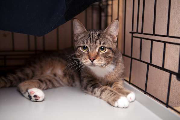 С печальным прошлым котик Чук