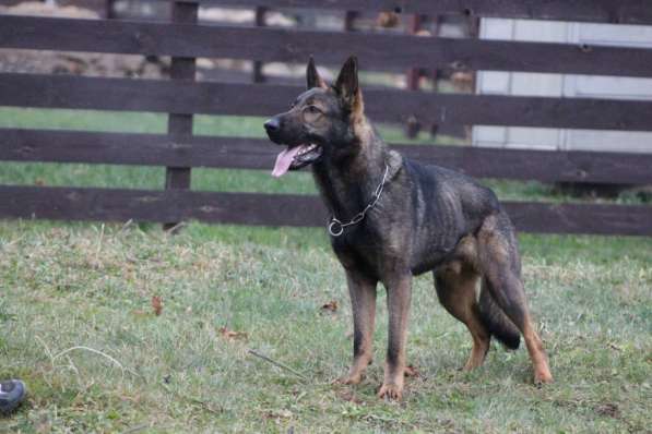 Щенки немецкой овчарки в фото 6