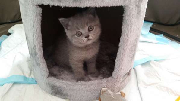 Британские короткошерстные котята в фото 14