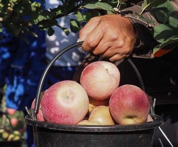 Рабочие в сады на сбор яблок (вахта)