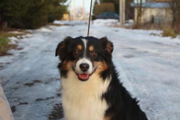 Аусси девочка продаётся в Москве фото 6