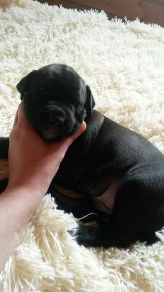 Щенки питбуля в Москве фото 15