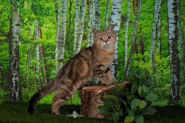 Британский мраморный котик в Санкт-Петербурге фото 3