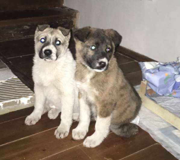 Щенки бесплатно в Санкт-Петербурге фото 16