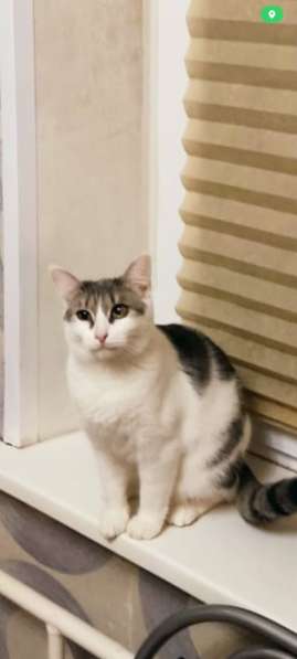 Кошечка Фрося в добрые руки в Москве фото 7