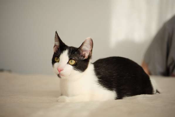 Котенок Котя ищет семью в Москве