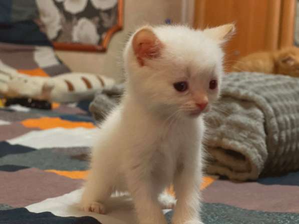 Котята в Крымске фото 5