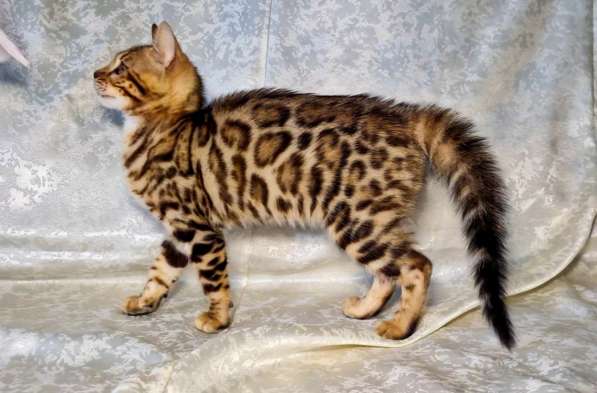 Бенгальские котята в 