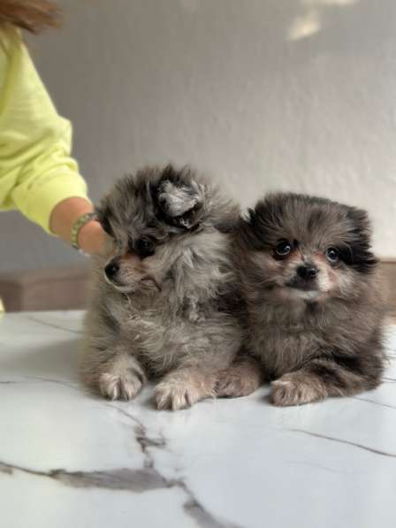 Шпиц Мерле в Москве фото 3