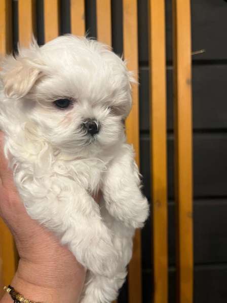 Щенки мальтезе в Горно-Алтайске фото 4