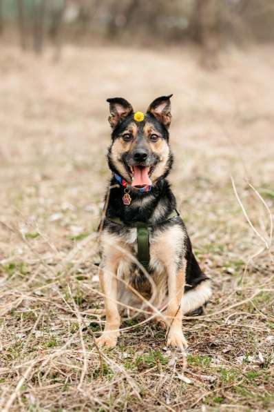 Малыш черный Перец в дар в Москве фото 6