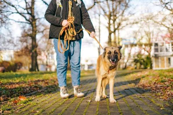 Принцесса Сента ищет дом! в Москве фото 7