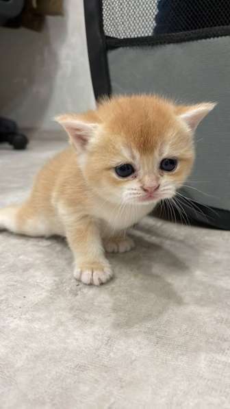 Золотая шиншилла в Туймазах