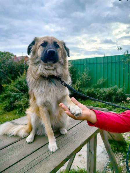 Пушистый пёс Джек ищет дом в Москве
