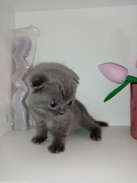 Шотландские котята в фото 9