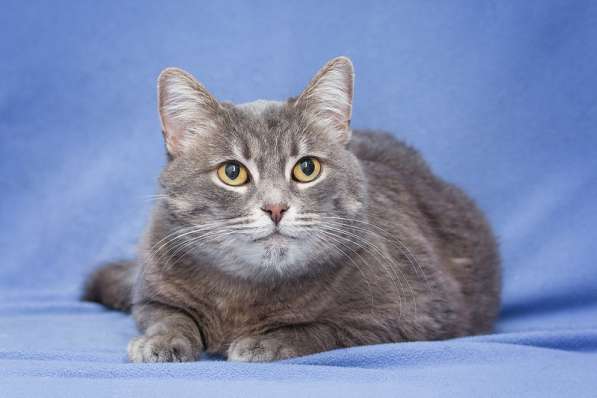 Британская кошка Беня в добрые руки в Москве