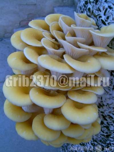 Мицелий для выращивания грибов вешенка. в Краснодаре фото 9