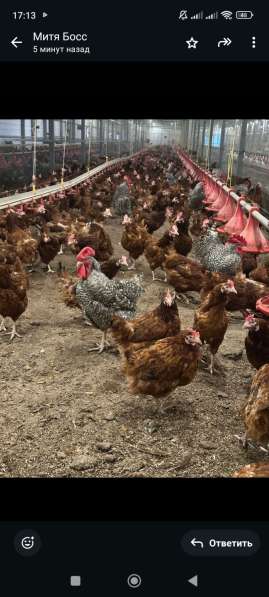 Куры несушки