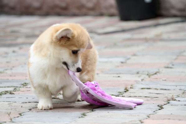 Вельш корги пемброк в Москве фото 7