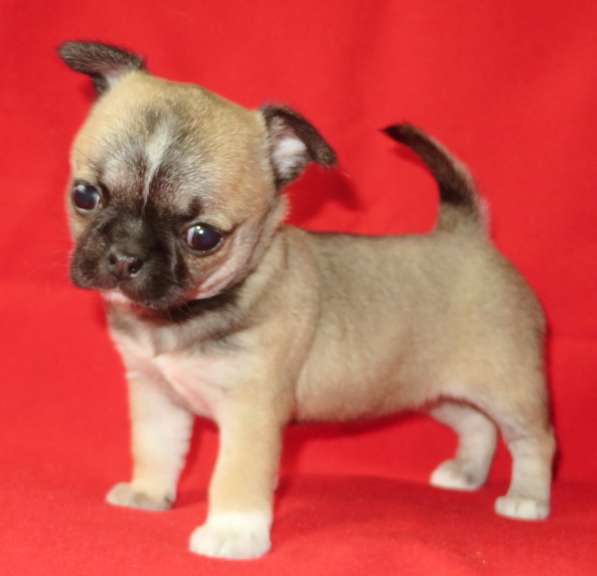 Чихуа девочка гш в Санкт-Петербурге фото 8