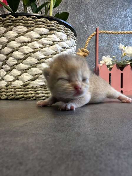 Котята, породы Британская золотая шиншила в Ставрополе фото 3