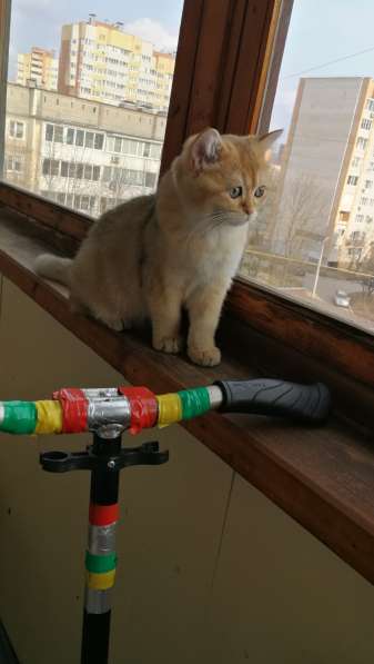 Шотландская золотая шиншилла в Обнинске фото 11