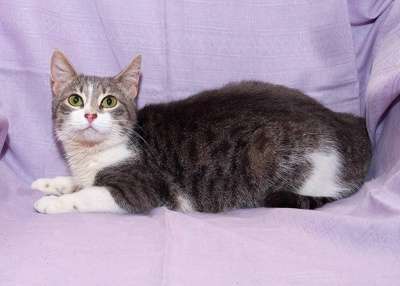 Отдам даром Очаровательная кошечка Элис в Санкт-Петербурге фото 4