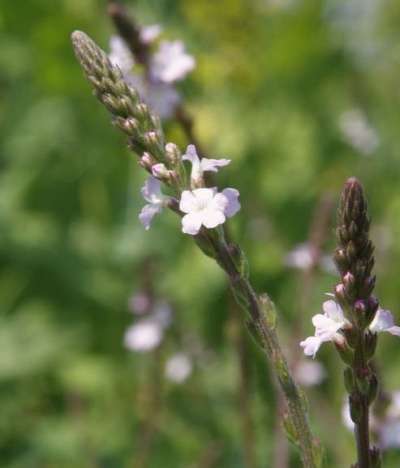 Колдовское растение - вербена лекарственная. Семена почтой