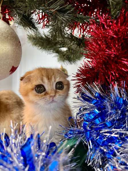 Шотландская вислоухая золотая шиншилла котеноу