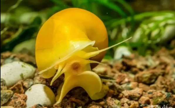 Аквариумные рыбки в Москве фото 4