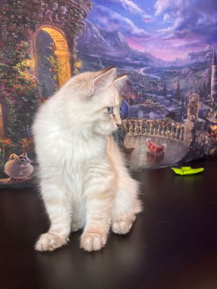 Котята породы «Невская маскарадная»!!! в Москве фото 3